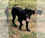 Small Photo #2 Catahoula Leopard Dog-Labrador Retriever Mix Puppy For Sale in Lakemont, GA, USA