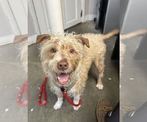 Mutt Dogs for adoption in Rockaway, NJ, USA