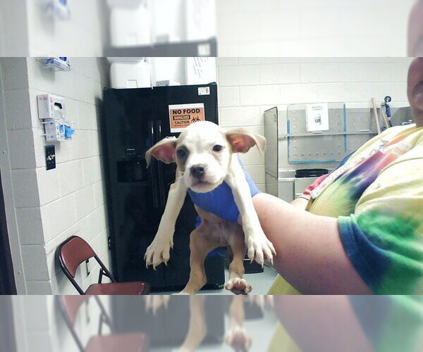 Medium Photo #1 Mutt Puppy For Sale in Fayetteville, NC, USA