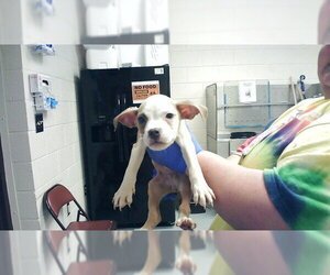 Mutt Dogs for adoption in Fayetteville, NC, USA