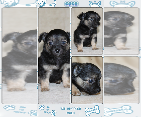 Medium Photo #2 Chihuahua Puppy For Sale in HUDSONVILLE, MI, USA