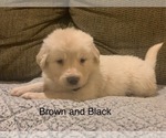 Small Photo #12 Pyredoodle Puppy For Sale in MARION, IN, USA