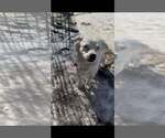 Small #8 Australian Shepherd-Pekingese Mix