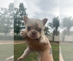 Puppy Rocky French Bulldog