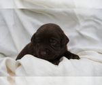 Small #5 Labrador Retriever