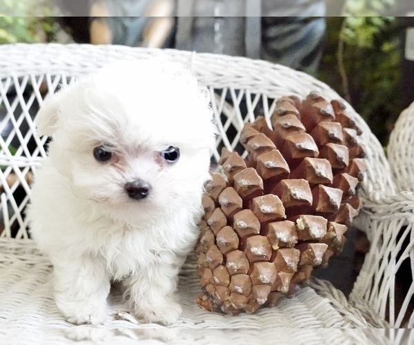 Medium Photo #1 Maltese Puppy For Sale in LOS ANGELES, CA, USA