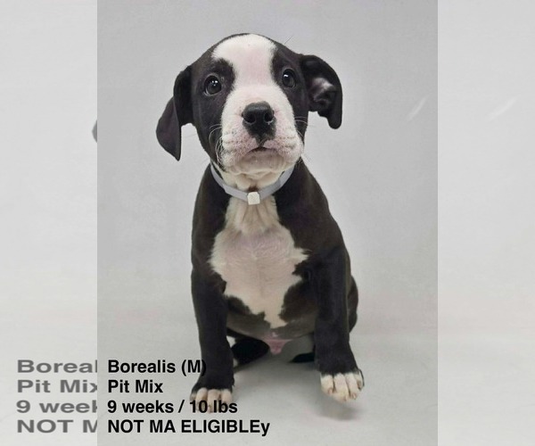 Medium Photo #4 Mutt Puppy For Sale in pomfret, CT, USA