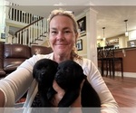Small #16 Labrador Retriever