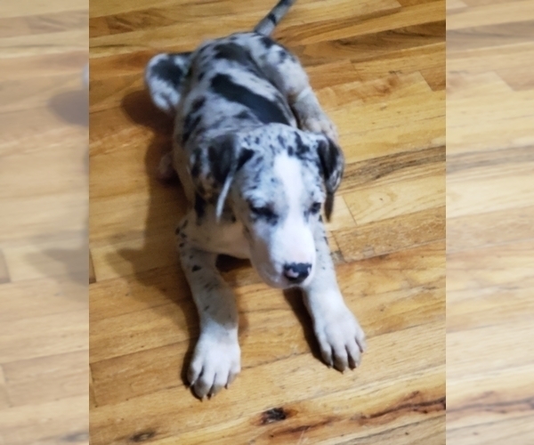 Medium Photo #6 Great Dane Puppy For Sale in LYERLY, GA, USA
