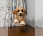 Small #26 Cavapoo (Miniature)