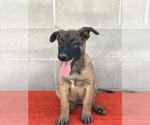 Small Photo #9 Belgian Malinois Puppy For Sale in VACAVILLE, CA, USA