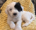 Small Tibetan Terrier