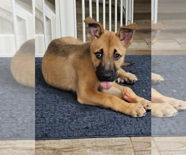 Medium Photo #6 Mutt Puppy For Sale in Lakewood, CO, USA