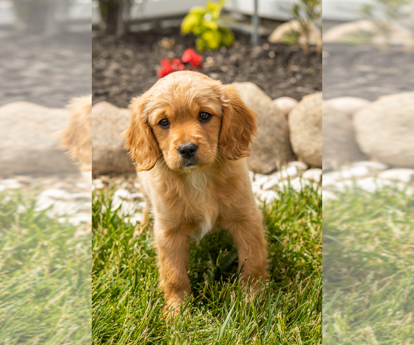Medium Photo #26 Golden Cavadoodle Puppy For Sale in MILLERSBURG, IN, USA
