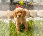 Small Photo #26 Golden Cavadoodle Puppy For Sale in MILLERSBURG, IN, USA