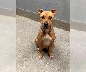 Mutt Dogs for adoption in Las Vegas, NV, USA