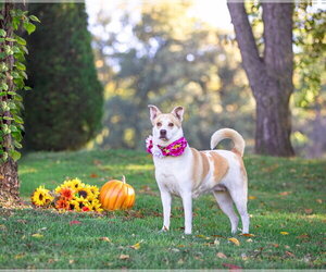 Ginger - Female Mutt Dog for Adoption - Photo #6
