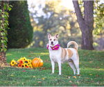 Small Photo #6 Mutt Puppy For Sale in Unionville, PA, USA