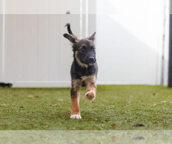 Medium Photo #3 Mutt Puppy For Sale in Canton, CT, USA