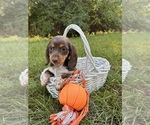 Small #2 Dachshund
