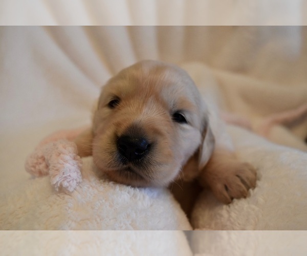 Medium Photo #50 Golden Retriever Puppy For Sale in RICHMOND, TX, USA