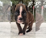 Small #4 Boxer