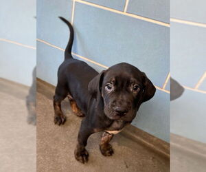 Labrador Retriever Dogs for adoption in Norco, CA, USA