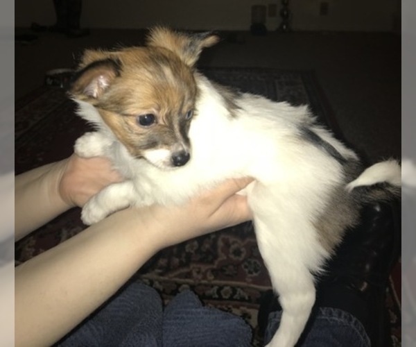 Medium Photo #2 Papillon Puppy For Sale in CO SPGS, CO, USA