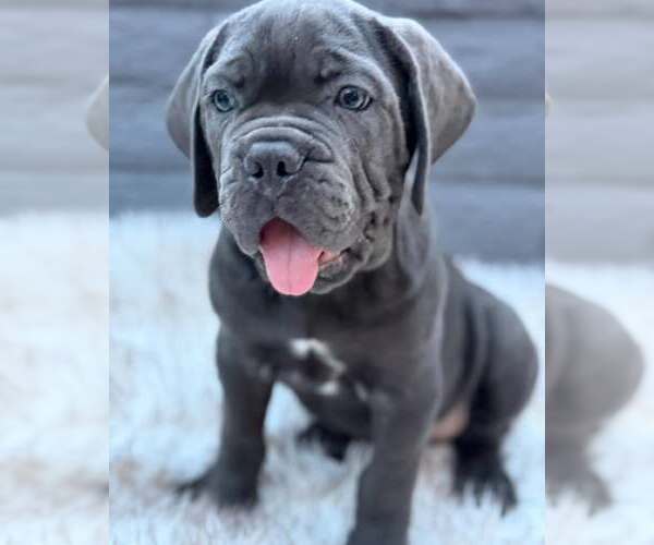 Medium Photo #1 Mutt Puppy For Sale in Goodyear, AZ, USA