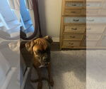 Small #2 Boxer
