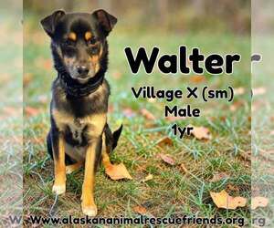 Border Collie-Colonial Cocker Spaniel Mix Dogs for adoption in Anchorage, AK, USA
