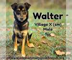 Walter - Male Border Collie-Colonial Cocker Spaniel Mix Dog for Adoption - Small photo