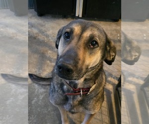 German Shepherd Dog-Unknown Mix Dogs for adoption in Lakemont, GA, USA