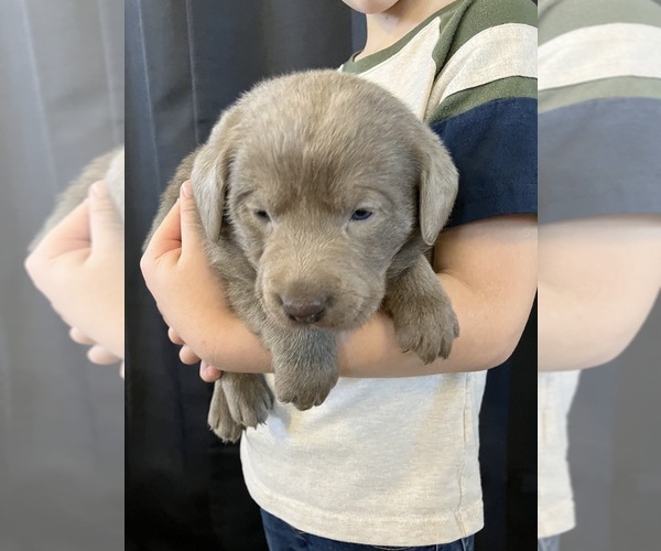 Medium Photo #5 Labrador Retriever Puppy For Sale in DELTA, CO, USA