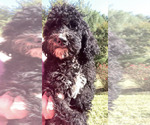 Puppy 1 Poodle (Standard)