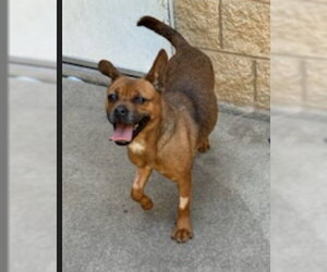 Cairn Terrier-Unknown Mix Dogs for adoption in Aurora, IL, USA