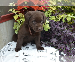 Medium Labrador Retriever
