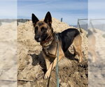 Small #4 German Shepherd Dog Mix
