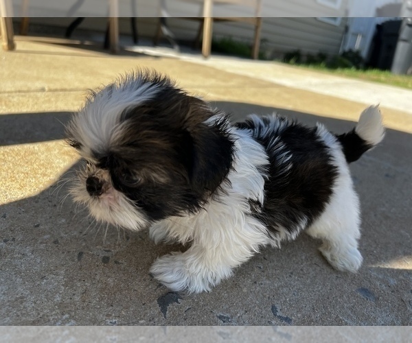 Medium Photo #44 Shih Tzu Puppy For Sale in MOORESVILLE, NC, USA