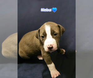 American Staffordshire Terrier-Unknown Mix Dogs for adoption in Holly Springs, NC, USA