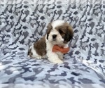 Small #4 Lhasa Apso