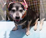 Small #6 Chihuahua Mix