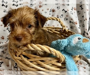 Yorkshire Terrier Puppy for sale in JONESTOWN, TX, USA