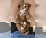 Small Photo #36 Cavapoo Puppy For Sale in PENSACOLA, FL, USA