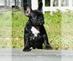 Small Photo #2 French Bulldog Puppy For Sale in Hollywood, FL, USA