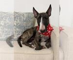 Small Bull Terrier