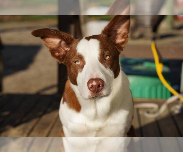 Medium Photo #9 Bull Terrier-Unknown Mix Puppy For Sale in Spring Lake, NJ, USA
