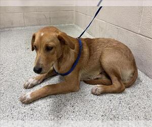 Labrador Retriever-Unknown Mix Dogs for adoption in Conroe, TX, USA