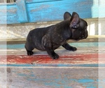Small Photo #3 French Bulldog Puppy For Sale in WEST, TX, USA