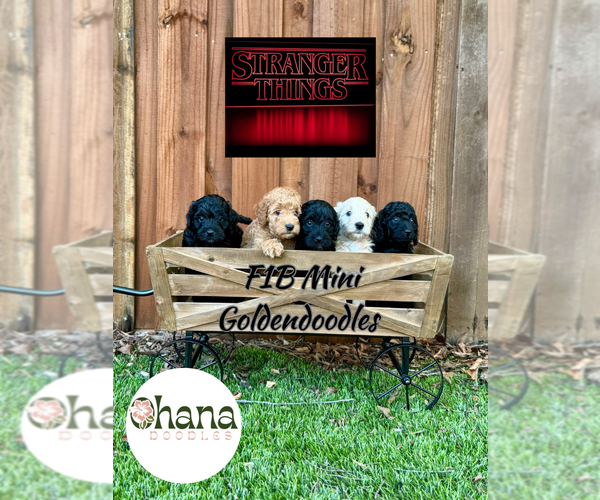 Medium Photo #16 Goldendoodle (Miniature) Puppy For Sale in HALTOM CITY, TX, USA